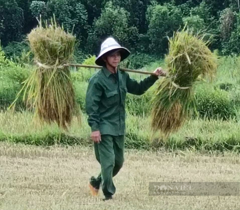 Hội Nông dân ở xã này ra đồng gặt, tuốt lúa mang về nhà cho một nông dân bị ung thư nhập viện - Ảnh 2.