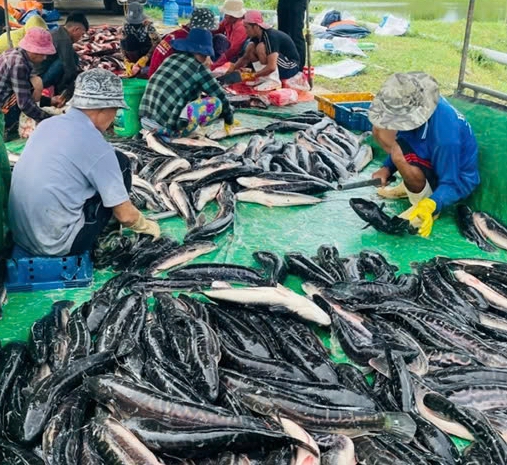 Nhiều nông dân thu nhập cao nhờ ứng dụng kỹ thuật phát triển nông nghiệp hiện đại, bền vững... - Ảnh 5.