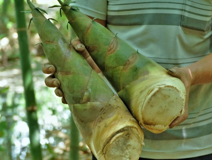 Nhiều nông dân thu nhập cao nhờ ứng dụng kỹ thuật phát triển nông nghiệp hiện đại, bền vững... - Ảnh 6.