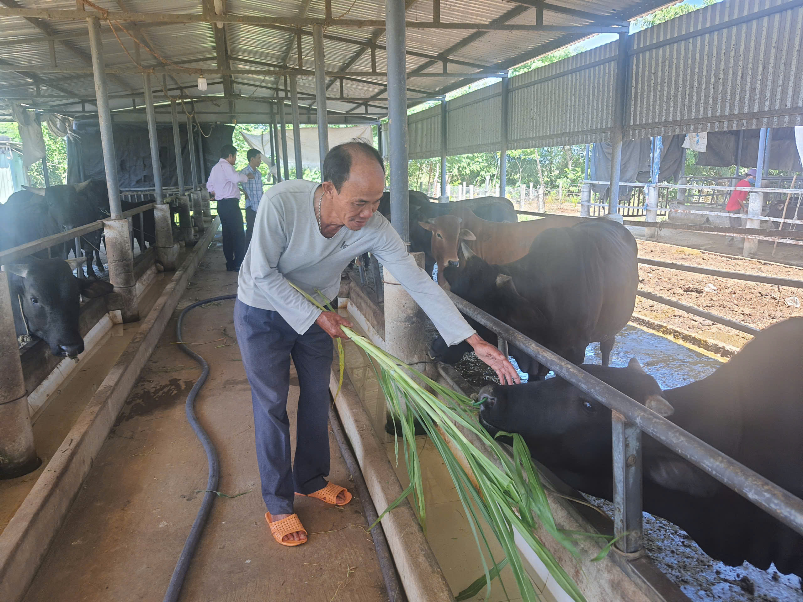 Quảng Nam: Phát triển chăn nuôi từ vốn vay ưu đãi, người dân Điện Quang có thu nhập ổn định - Ảnh 4.