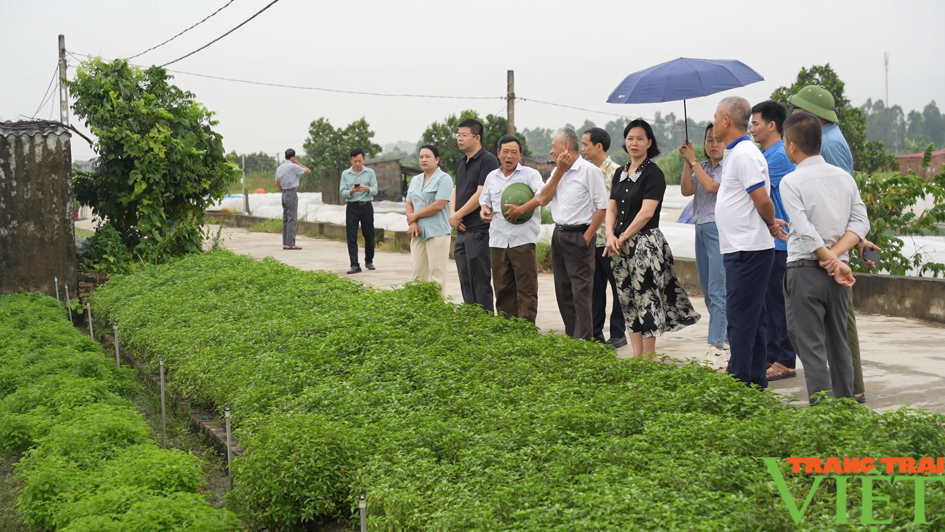 Lào Cai: Trao đổi, học tập kinh nghiệm phát triển nông nghiệp ứng dụng công nghệ cao tại Vĩnh phúc và Hải Dương - Ảnh 3.