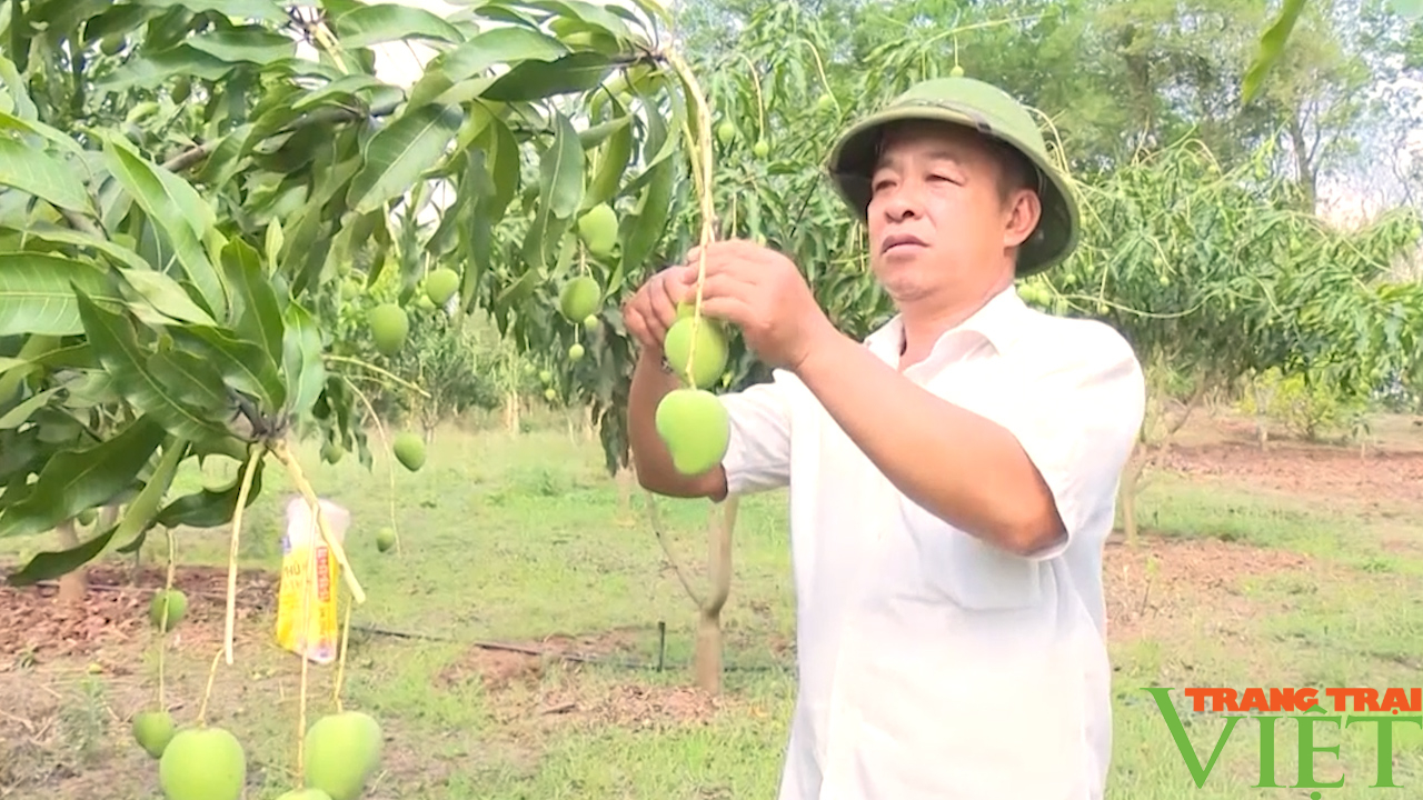 Nông dân Yên Châu: Nâng cao hiệu quả mô hình kinh tế tập thể, HTX - Ảnh 2.