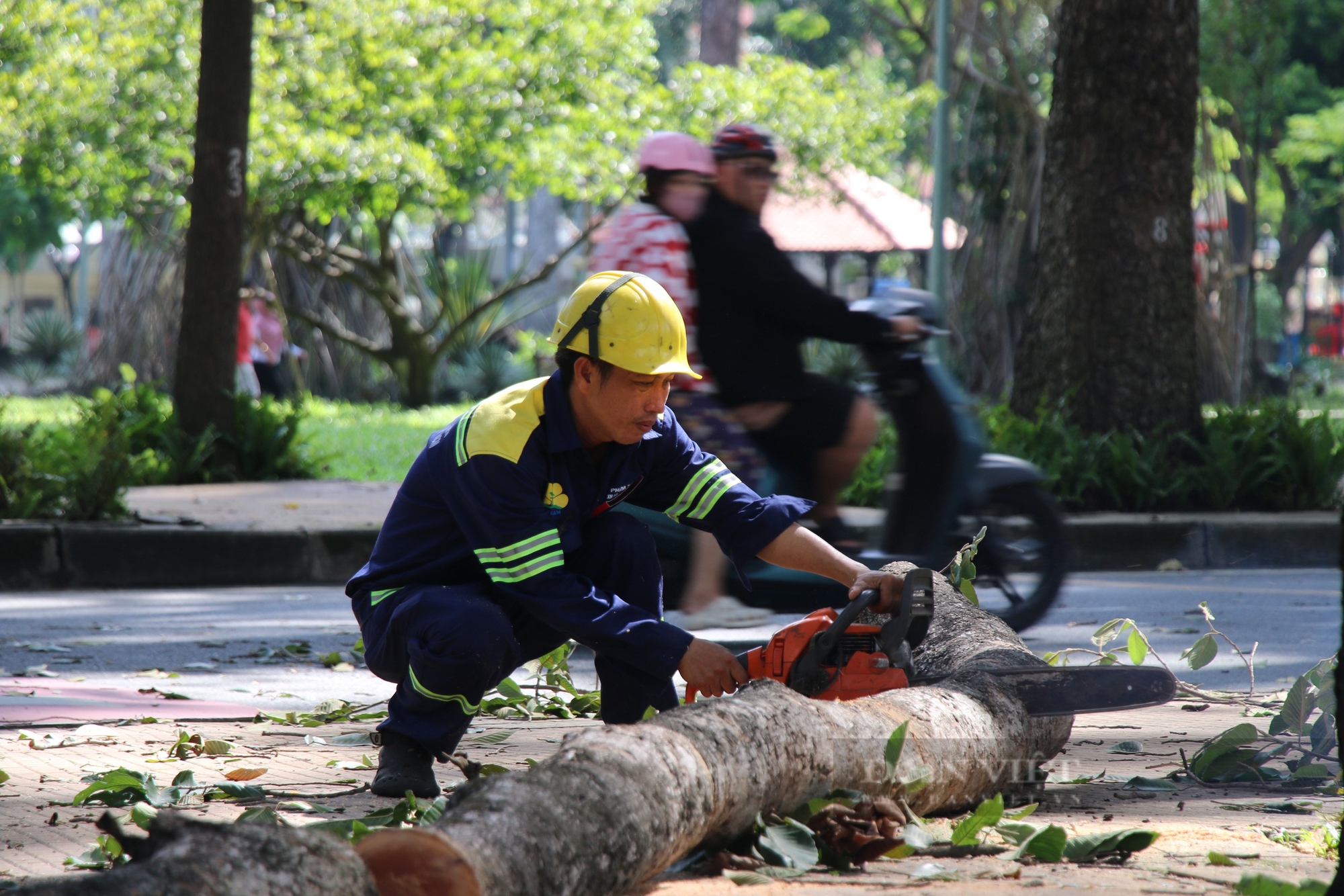 TP.HCM cấp tập "khám bệnh" cây xanh sau sự cố chết người - Ảnh 4.