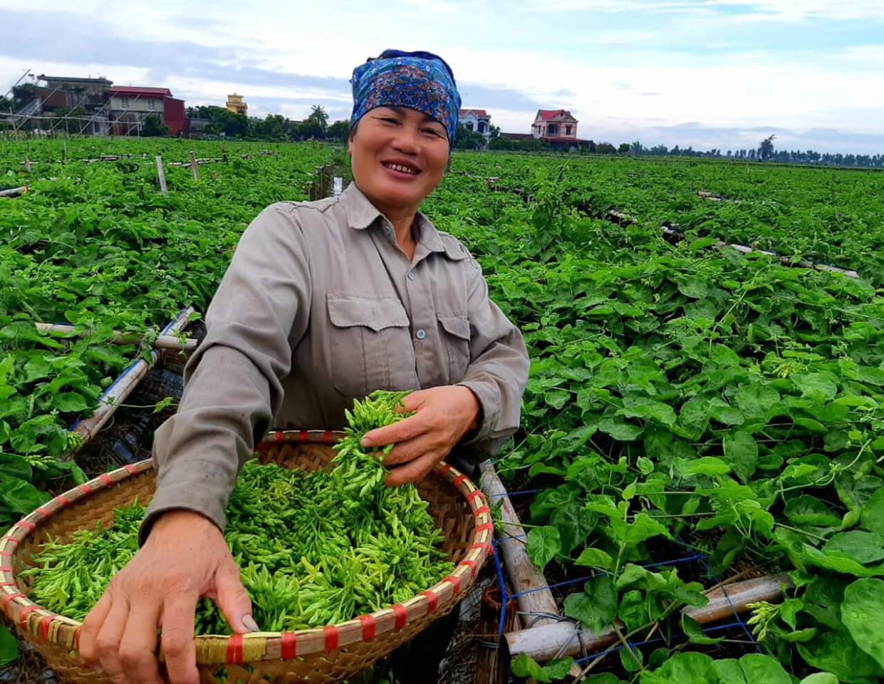 Vừa là hoa, là rau lại là vị "thuốc quý trời ban", mùa hè loại rau này bán đầy ngoài chợ nhưng ít người biết - Ảnh 5.