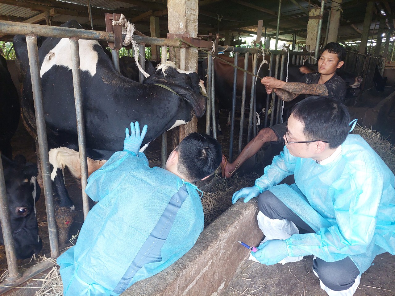 Nóng: Cục Thú y công bố nguyên nhân bước đầu khiến đàn bò sữa chết bất thường ở Lâm Đồng- Ảnh 1.