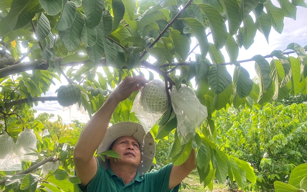 Liều trồng rau bò khai, loại rau rừng, rau hoang dại vô định canxi, nông dân Đắk Lắk phát tài luôn - Ảnh 1.