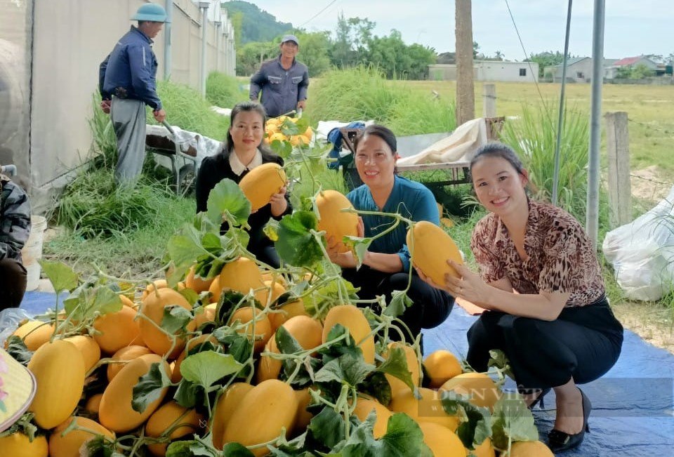 Hà Tĩnh: Nông dân chỉ cách trồng dưa hữu cơ quả to đẹp thu về 240 triệu sau hơn 2 tháng trên đất bỏ hoang - Ảnh 9.