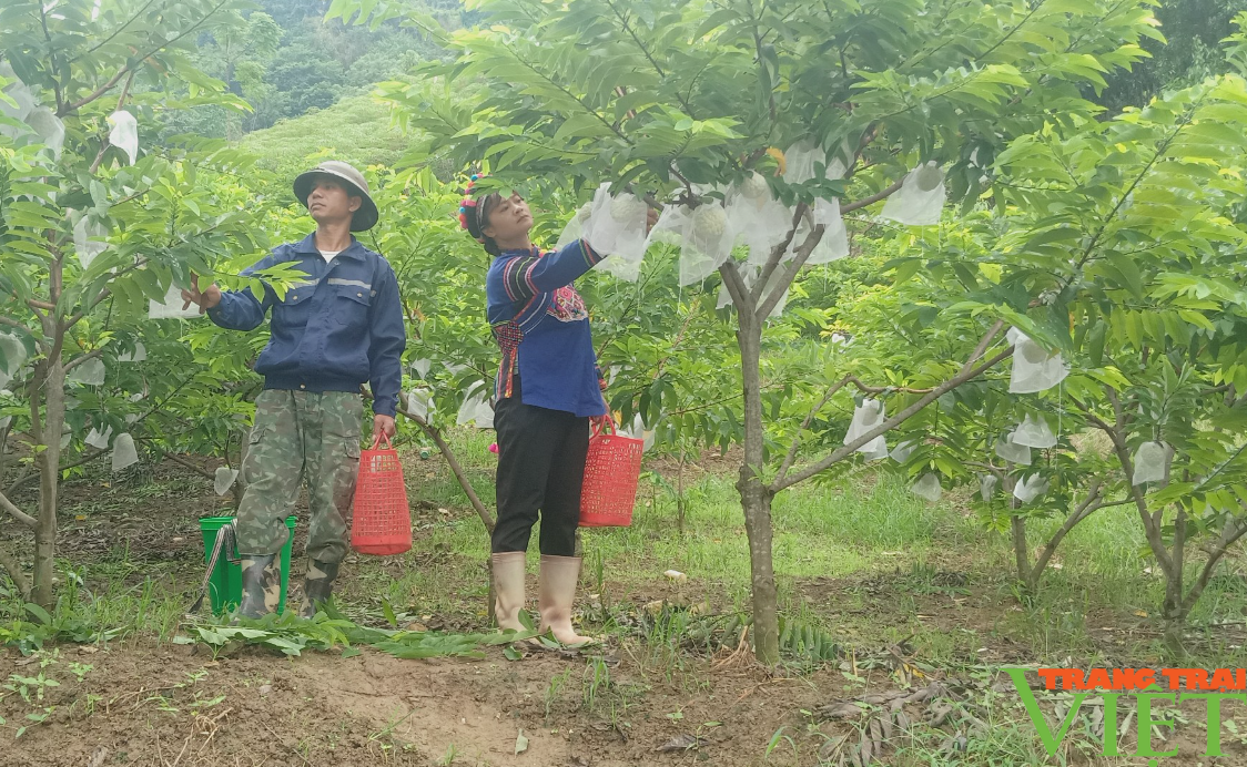 Tuyệt kỹ trồng na trái vụ, nông dân vùng này ở Lào Cai đã biến vườn na thành chiếc "máy in tiền"- Ảnh 1.