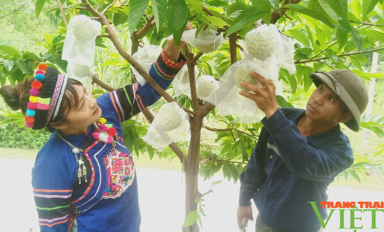 Tuyệt kỹ trồng na trái vụ, nông dân vùng này ở Lào Cai đã biến vườn na thành chiếc "máy in tiền"- Ảnh 2.