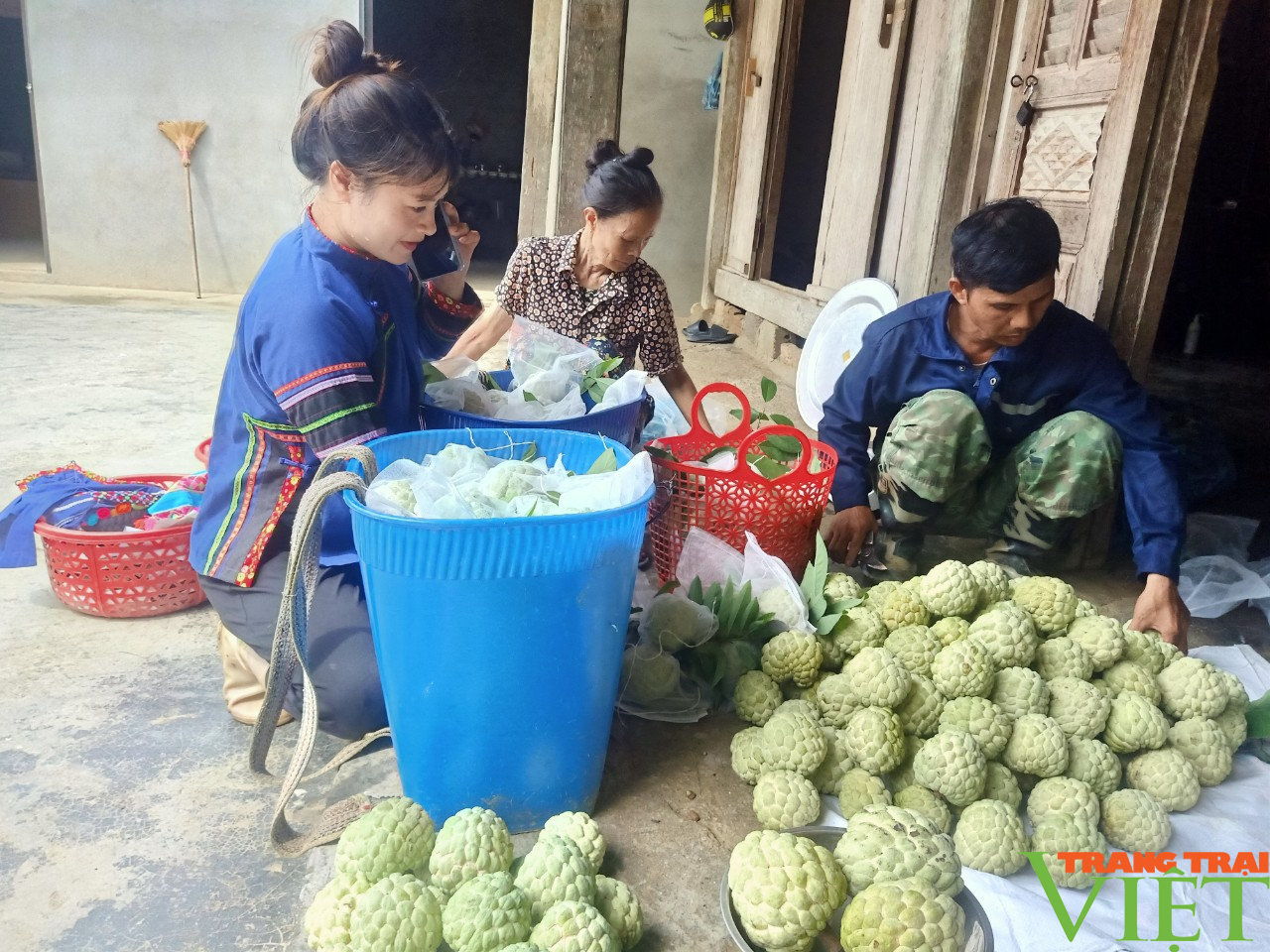 Tuyệt kỹ trồng na trái vụ, nông dân vùng này ở Lào Cai đã biến vườn na thành chiếc "máy in tiền"- Ảnh 4.