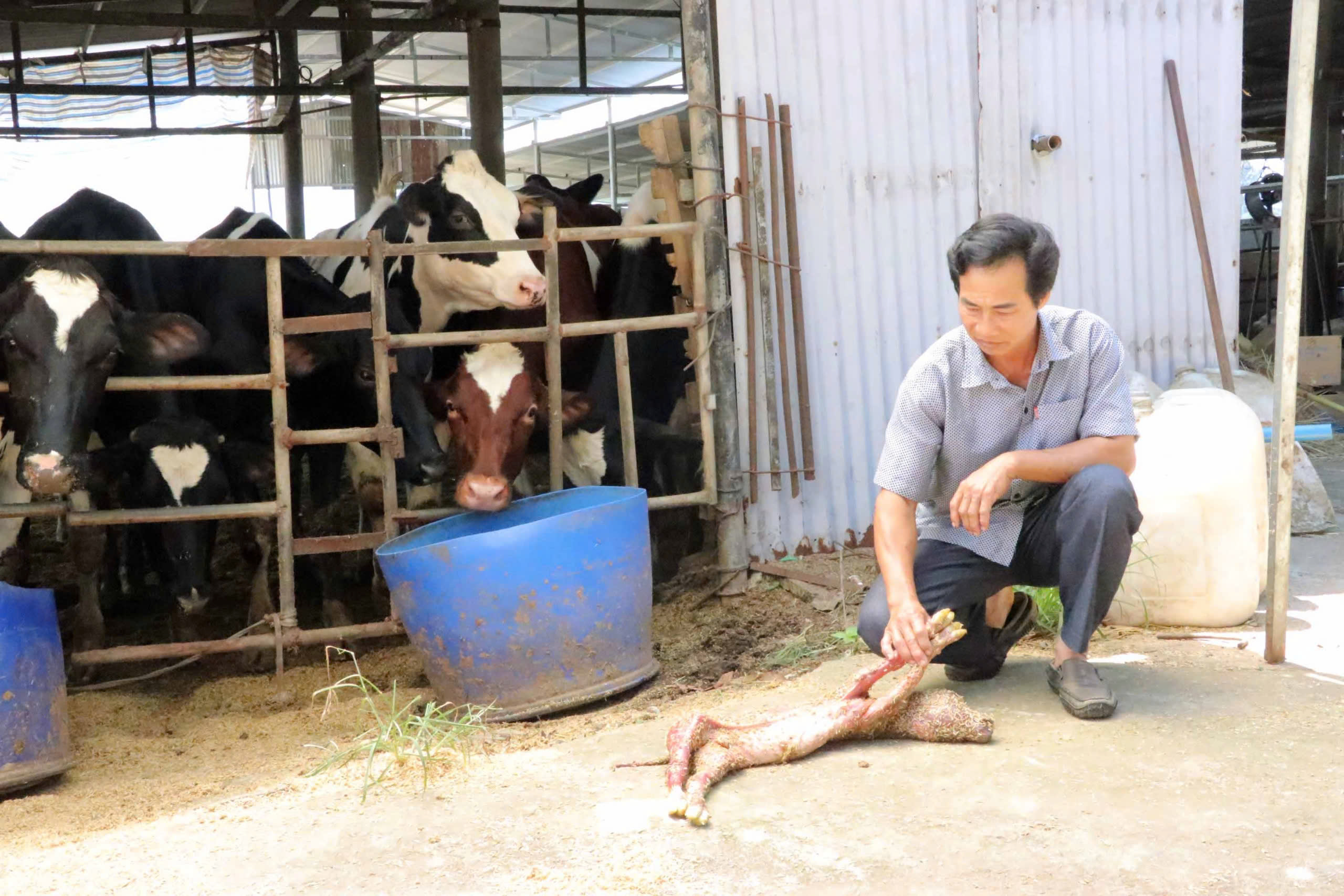 Vụ bò chết bất thường ở Lâm Đồng: Số bò nhiễm bệnh vẫn tăng, tái bệnh trở lại- Ảnh 5.