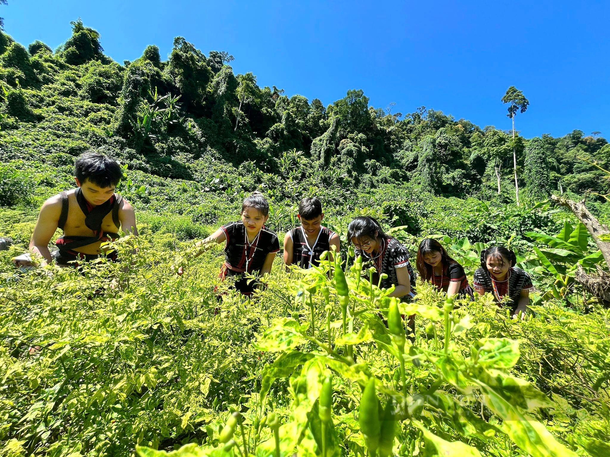 Hơn 12 nghìn lượt khách tham gia Lễ hội ớt A Riêu tại Quảng Nam - Ảnh 2.