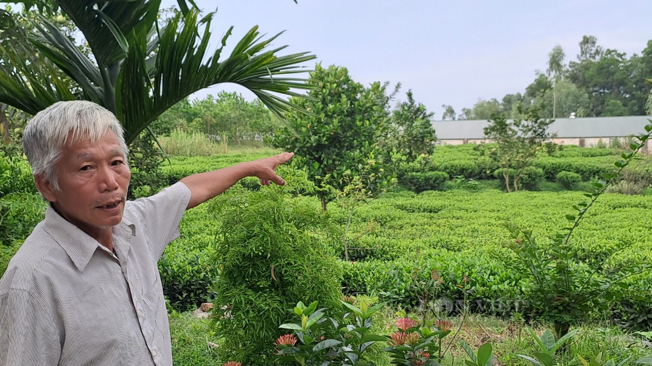 Thái Nguyên: Cả làng phải chịu cảnh hôi thối từ trang trại vịt- Ảnh 3.