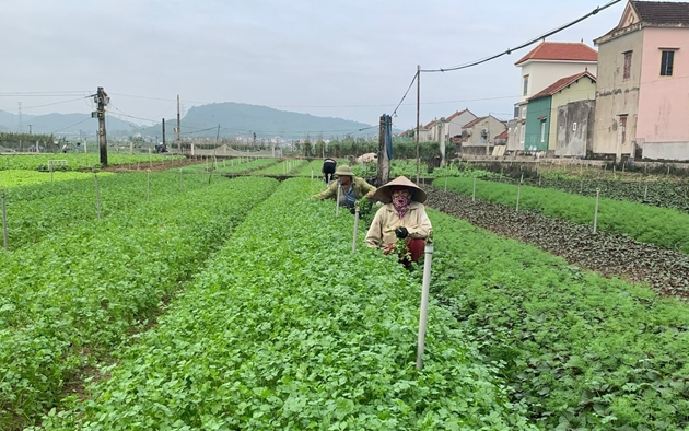 Nông dân một huyện của Hà Nội nuôi con đặc sản, trồng cây đặc sản kiểu gì mà giàu lên? - Ảnh 6.