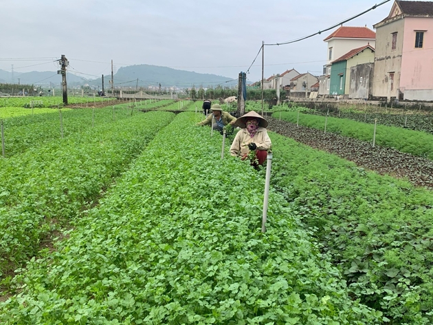 Một cánh đồng ở Nghệ An, dân trồng thứ rau gì mà "hễ xước tí da" là ra mùi thơm, nhổ lên là bán hết? - Ảnh 1.