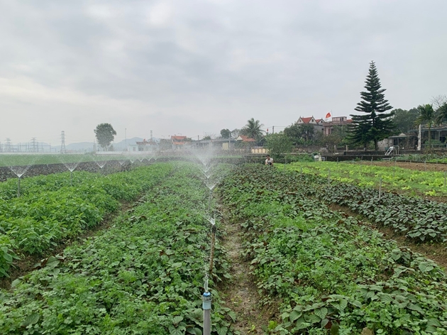 Một cánh đồng ở Nghệ An, dân trồng thứ rau gì mà "hễ xước tí da" là ra mùi thơm, nhổ lên là bán hết? - Ảnh 2.