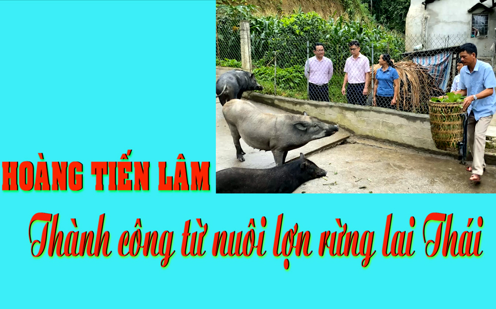 Nuôi Lợn Rừng Lai Thái Lan ở Yên Bái, Xưa Vốn Là Con động Vật Hoang Dã ...