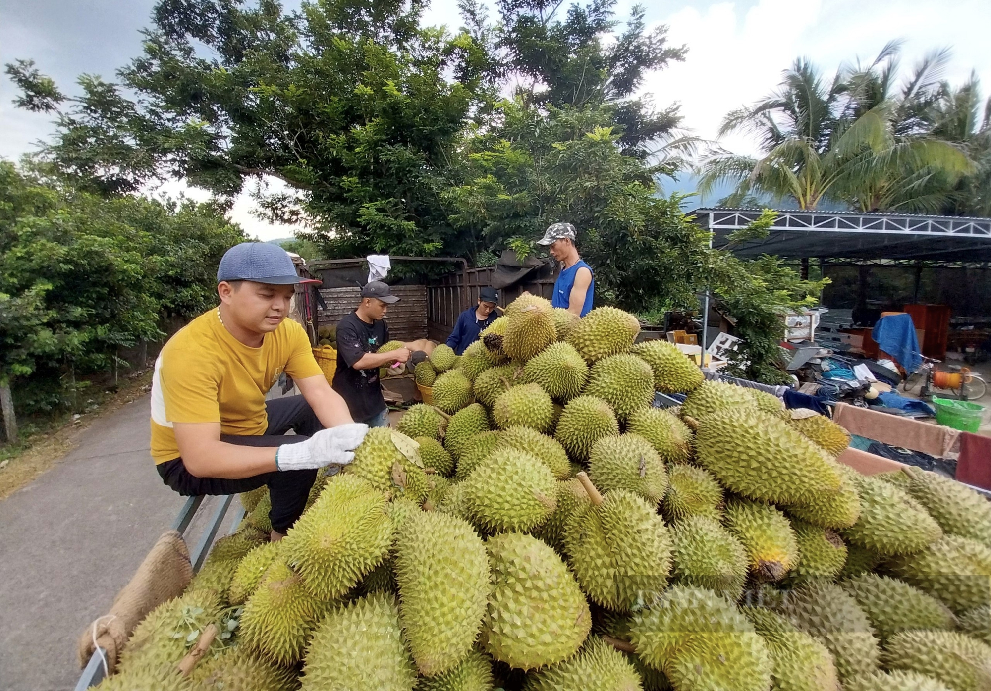 Xuất khẩu sầu riêng đông lạnh sang Trung Quốc: Doanh nghiệp tuân thủ thế nào, chuyên gia dự báo gì trong 10 năm tới?- Ảnh 1.