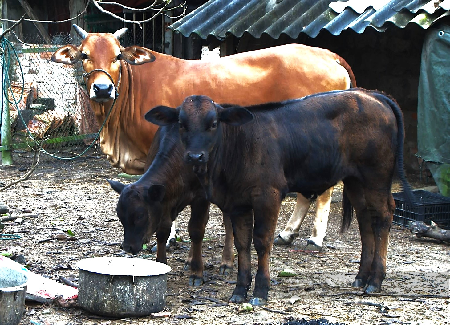 Nông dân Hà Tĩnh thụ tinh nhân tạo giống bò “cơ bắp” cho năng suất cao, thu lãi tiền tỷ - Ảnh 2.