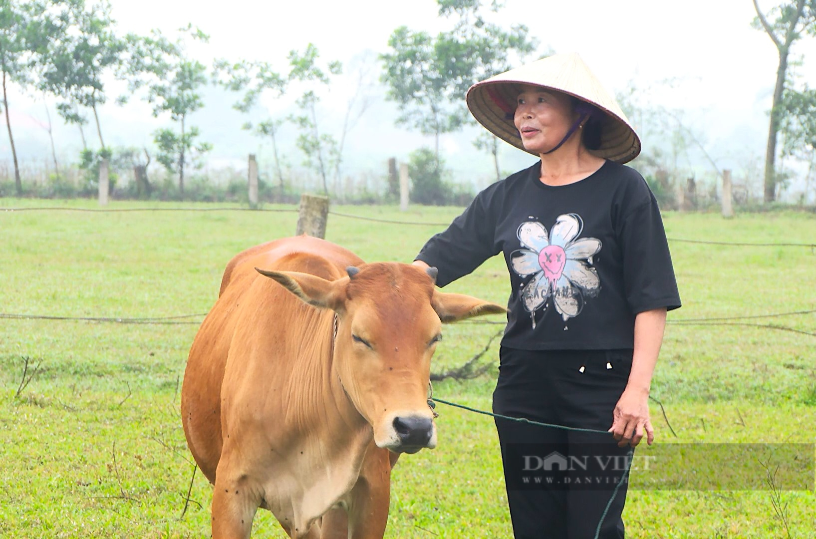 Nông dân Hà Tĩnh thụ tinh nhân tạo giống bò “cơ bắp” cho năng suất cao, thu lãi tiền tỷ - Ảnh 3.