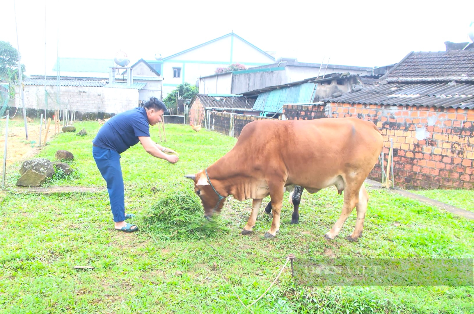 Nông dân Hà Tĩnh thụ tinh nhân tạo giống bò “cơ bắp” cho năng suất cao, thu lãi tiền tỷ - Ảnh 4.