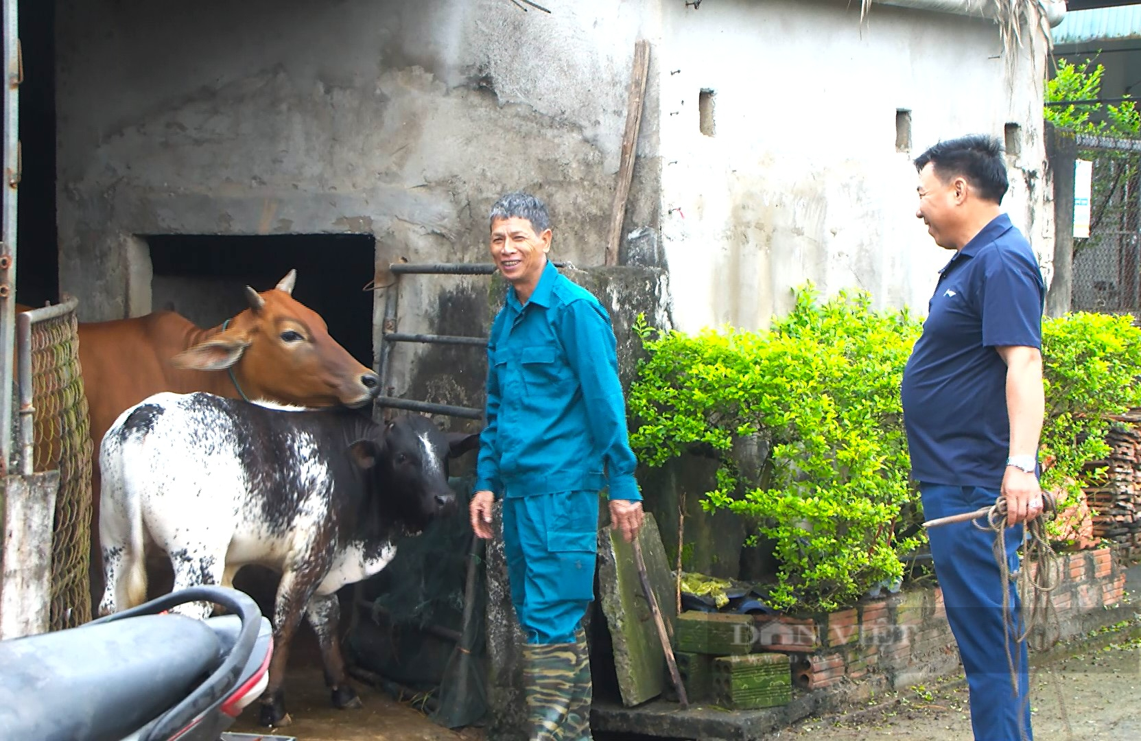 Nông dân Hà Tĩnh thụ tinh nhân tạo giống bò “cơ bắp” cho năng suất cao, thu lãi tiền tỷ - Ảnh 5.