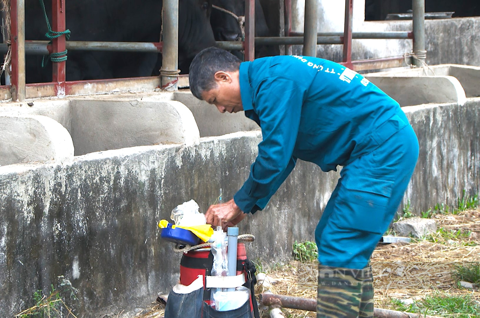 Nông dân Hà Tĩnh thụ tinh nhân tạo giống bò “cơ bắp” cho năng suất cao, thu lãi tiền tỷ - Ảnh 6.