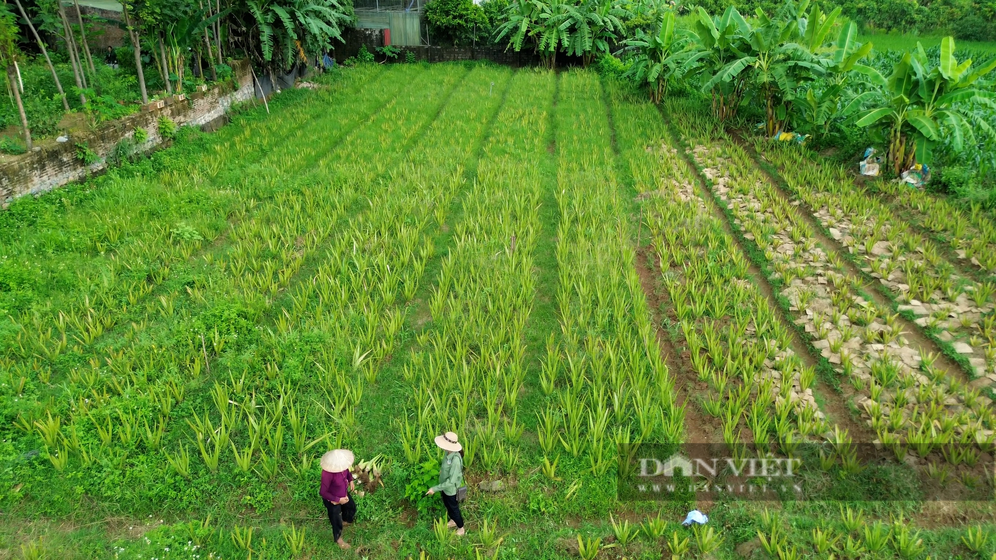 Nông dân Việt Nam xuất sắc 2024 đến từ Hòa Bình, chiến thắng bệnh "hiểm nghèo" trở thành chỗ dựa cho nông dân- Ảnh 4.