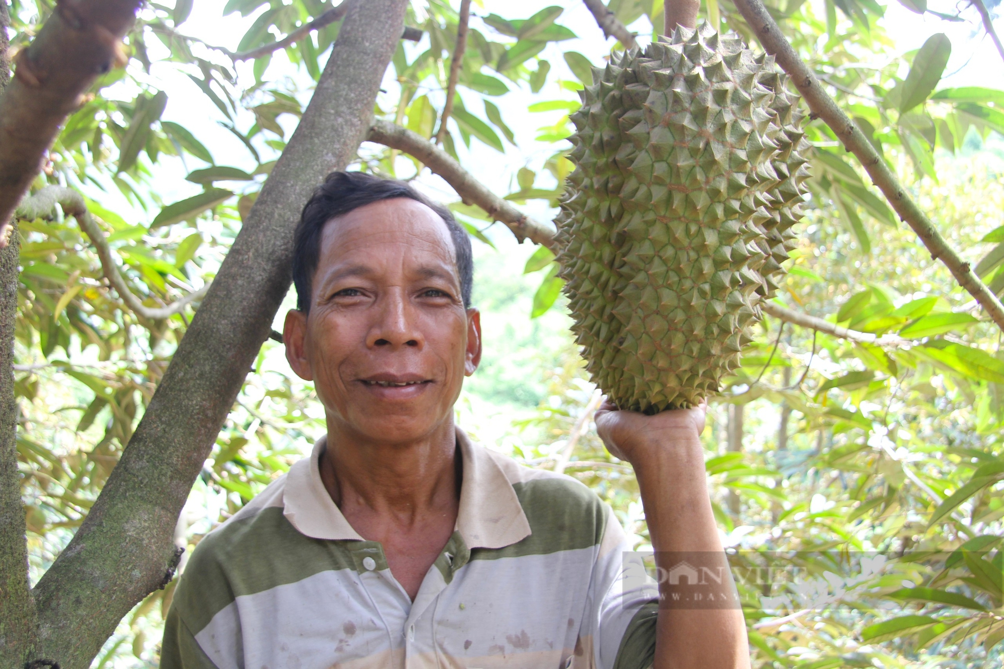 Trồng sầu riêng, cây đặc sản ra la liệt trái ngon, nông dân nơi này ở Ninh Thuận trúng đậm, đổi đời- Ảnh 6.