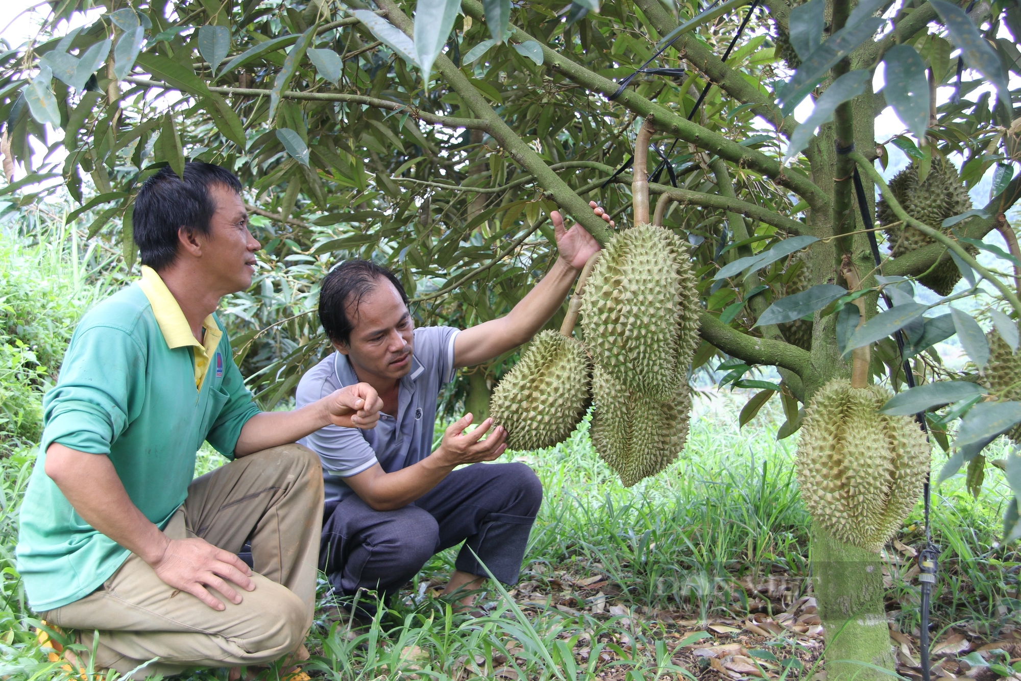 Trồng sầu riêng, cây đặc sản ra la liệt trái ngon, nông dân nơi này ở Ninh Thuận trúng đậm, đổi đời- Ảnh 8.