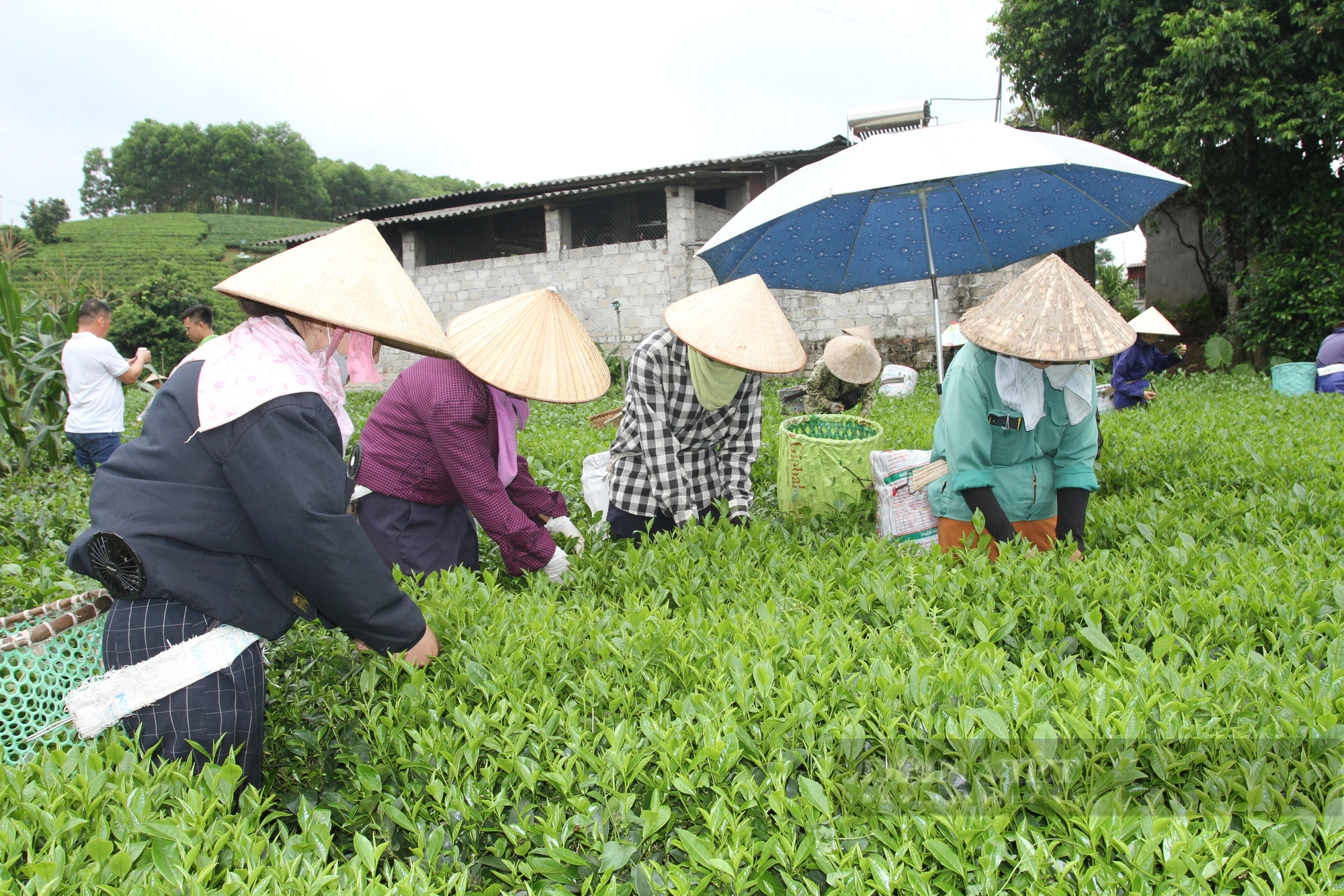 Nông dân Việt Nam xuất sắc 2024 đến từ Thái Nguyên: Bỏ nghề giáo về xây dựng thương hiệu cho cây chè - Ảnh 3.