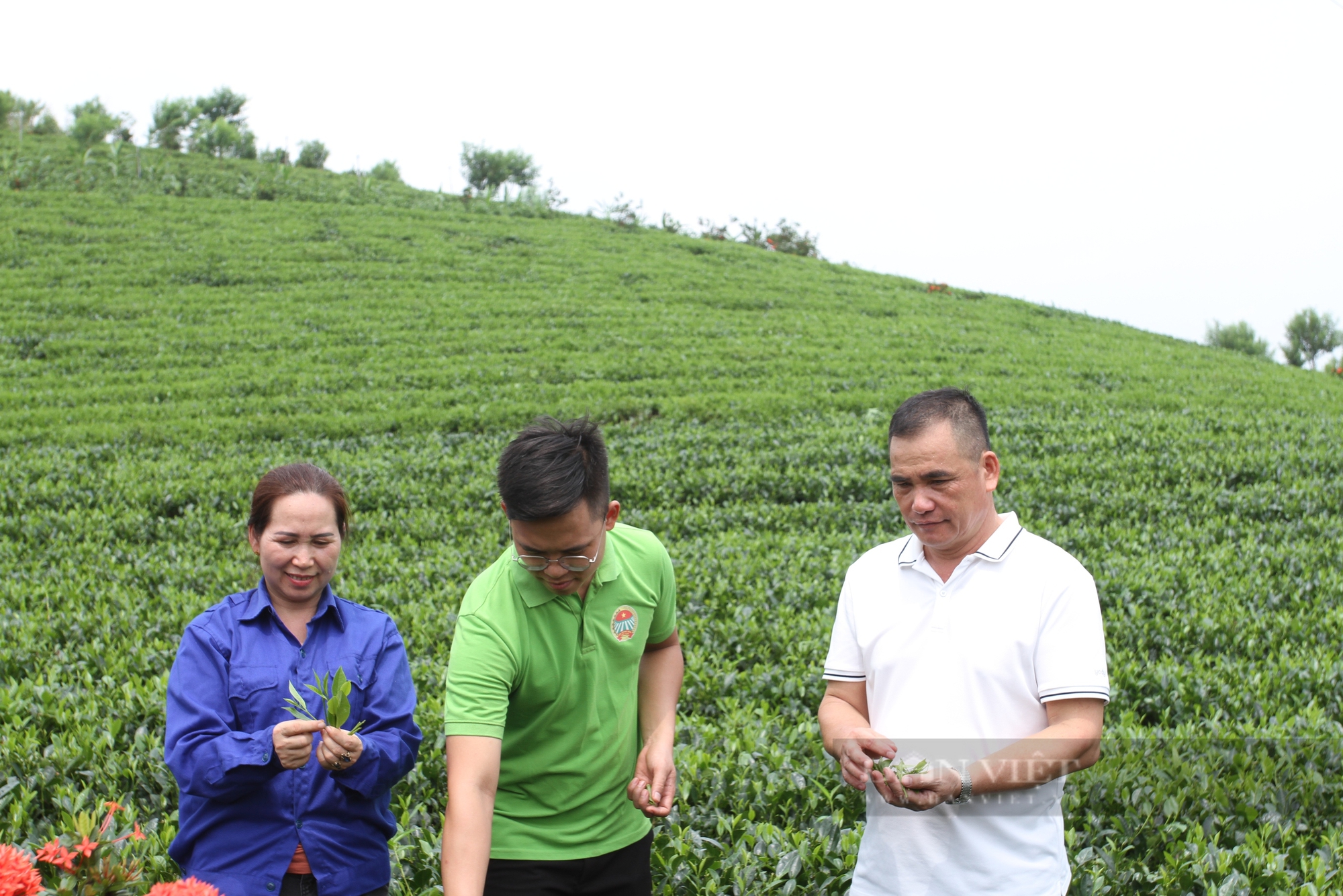 Nông dân Việt Nam xuất sắc 2024 đến từ Thái Nguyên: Bỏ nghề giáo về xây dựng thương hiệu cho cây chè - Ảnh 1.