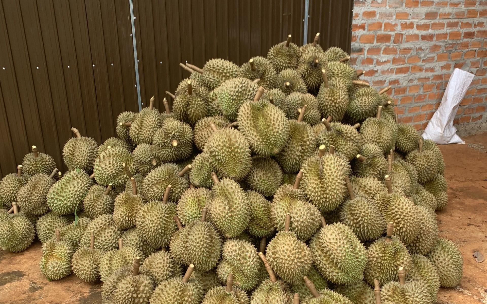 Duyên hải Nam Trung Bộ có năng suất lúa cao hơn 2 vùng lân cận - Ảnh 2.