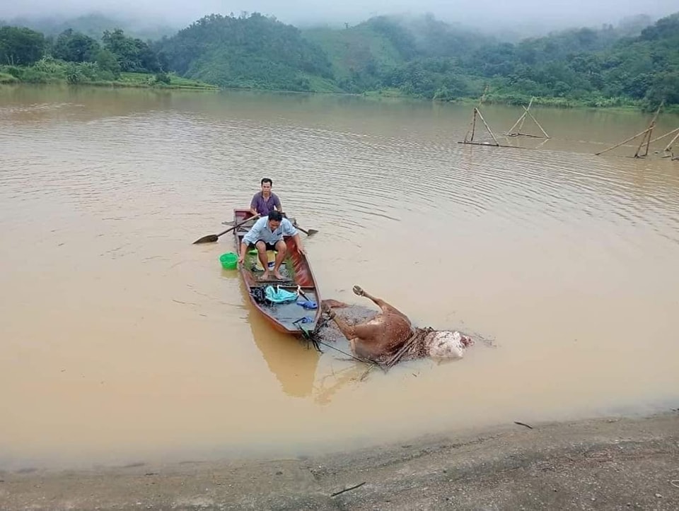 Mưa lũ ở Hòa Bình gây sạt lở đường nghiêm trọng, cuốn trôi cả trâu, bò- Ảnh 1.