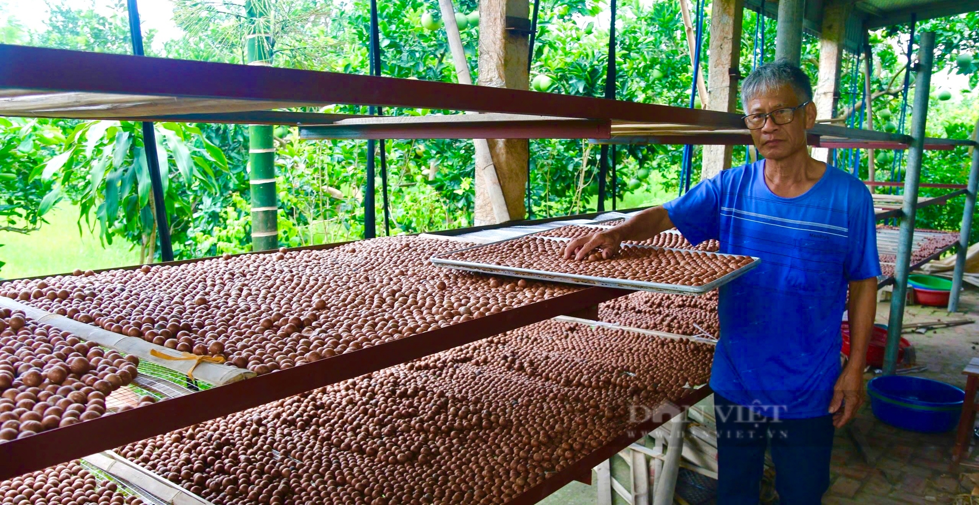 Lão nông trồng cây mắc ca đầu tiên Phú Thọ thu sòn sòn trăm triệu mỗi vụ - Ảnh 3.