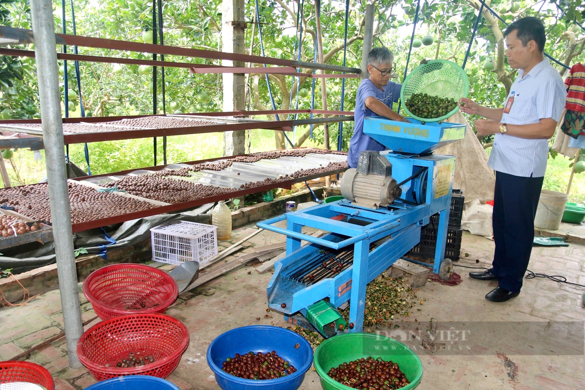 Lão nông trồng cây mắc ca đầu tiên Phú Thọ thu sòn sòn trăm triệu mỗi vụ - Ảnh 4.