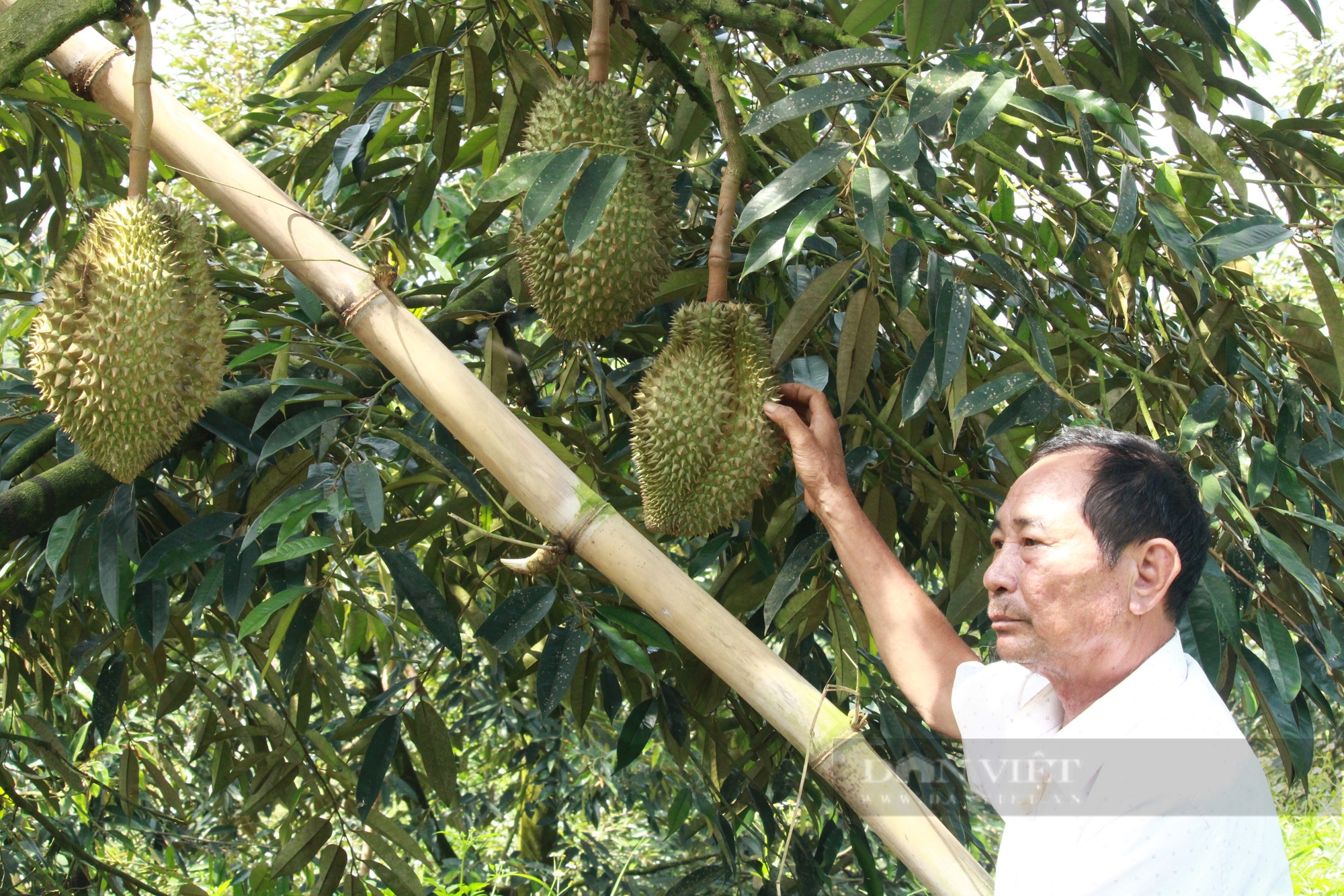 Vườn sầu riêng tiền tỷ, trái to bự của Nông dân Việt Nam xuất sắc đến từ Khánh Hòa, lãi 13 tỷ/năm- Ảnh 1.