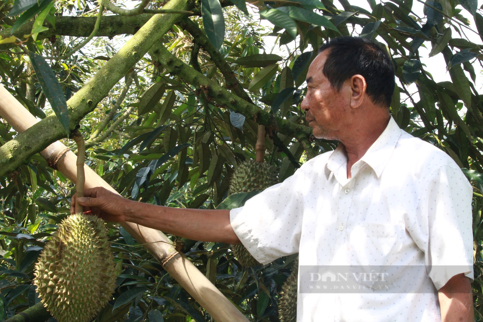 Vườn sầu riêng tiền tỷ, trái to bự của Nông dân Việt Nam xuất sắc đến từ Khánh Hòa, lãi 13 tỷ/năm- Ảnh 8.