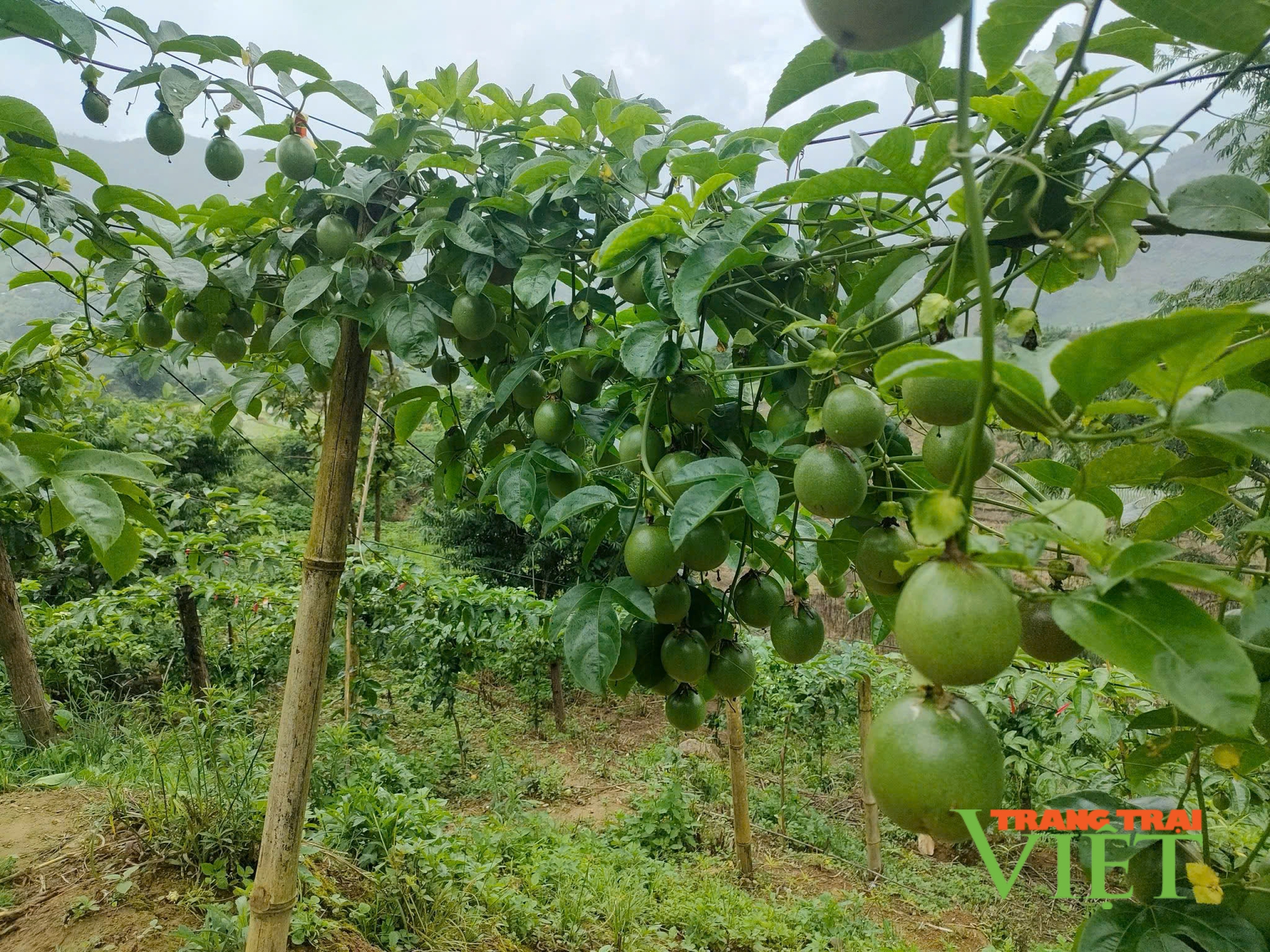 Sản xuất nông nghiệp hàng hóa tập trung, nông dân huyện biên giới Phong Thổ có thu nhập tốt hơn - Ảnh 2.