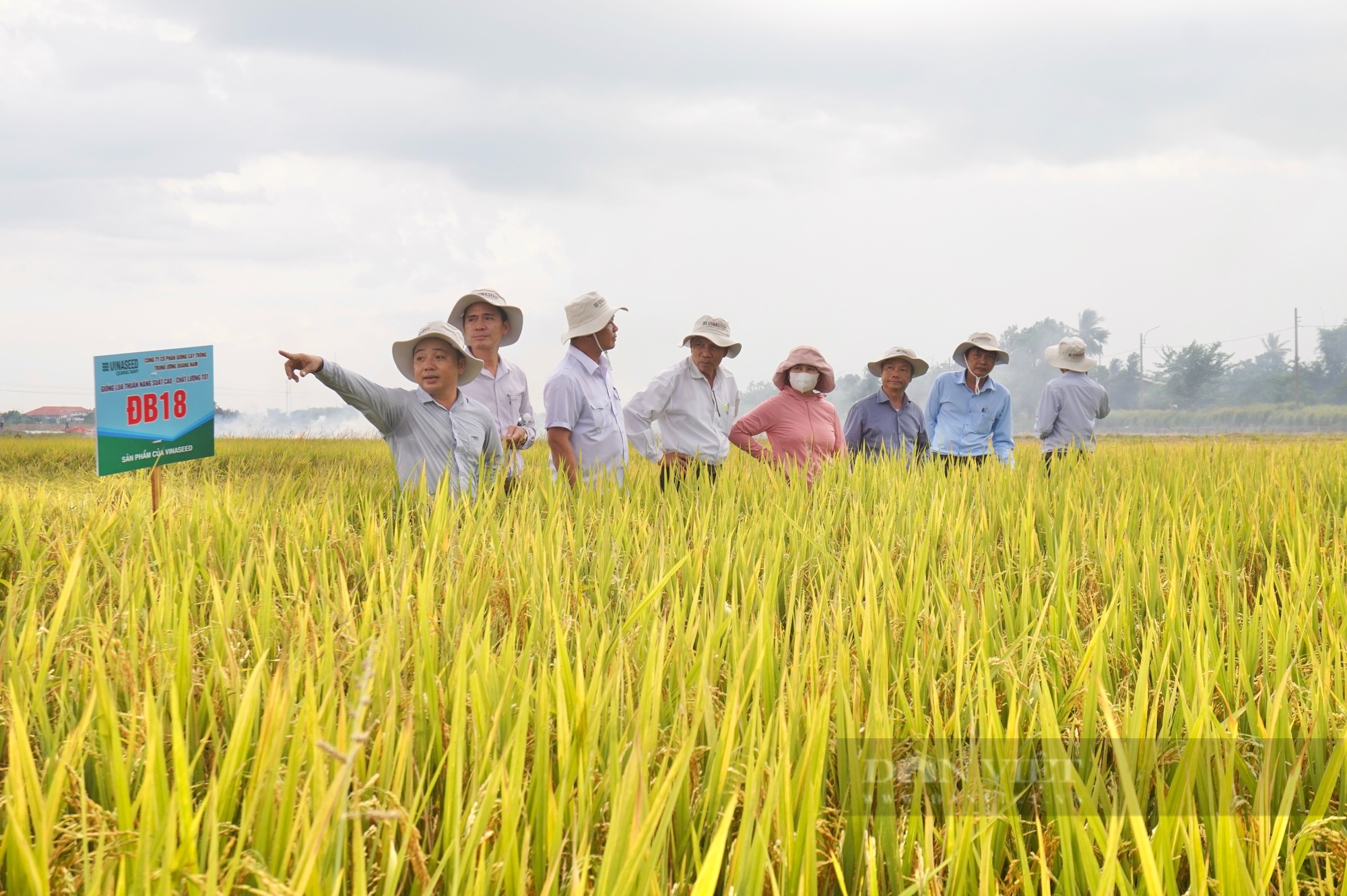 Nông dân Đà Nẵng mê mẩn với bộ ba giống lúa của Vinaseed - Ảnh 1.