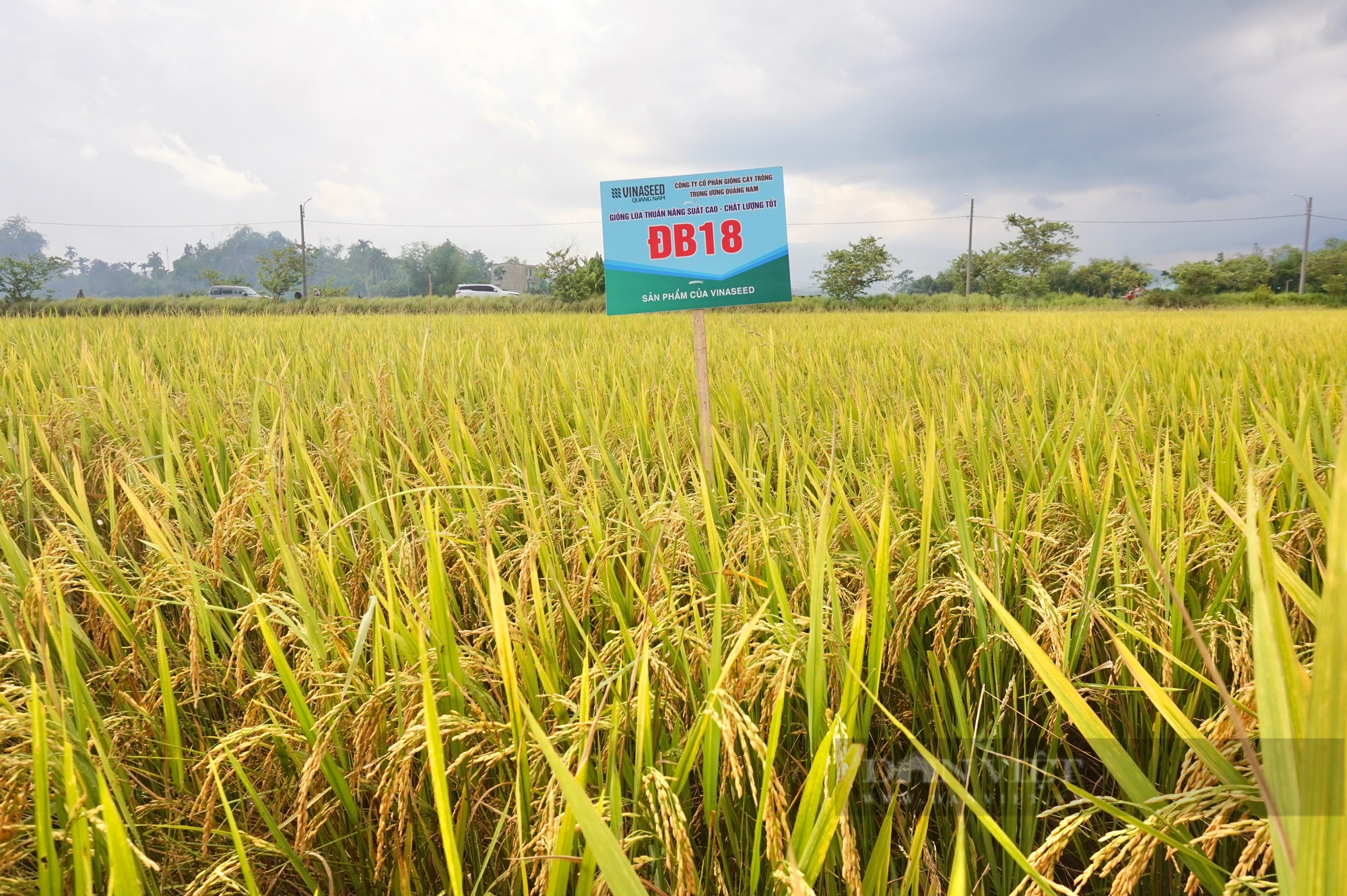 Nông dân Đà Nẵng mê mẩn với bộ ba giống lúa của Vinaseed - Ảnh 2.