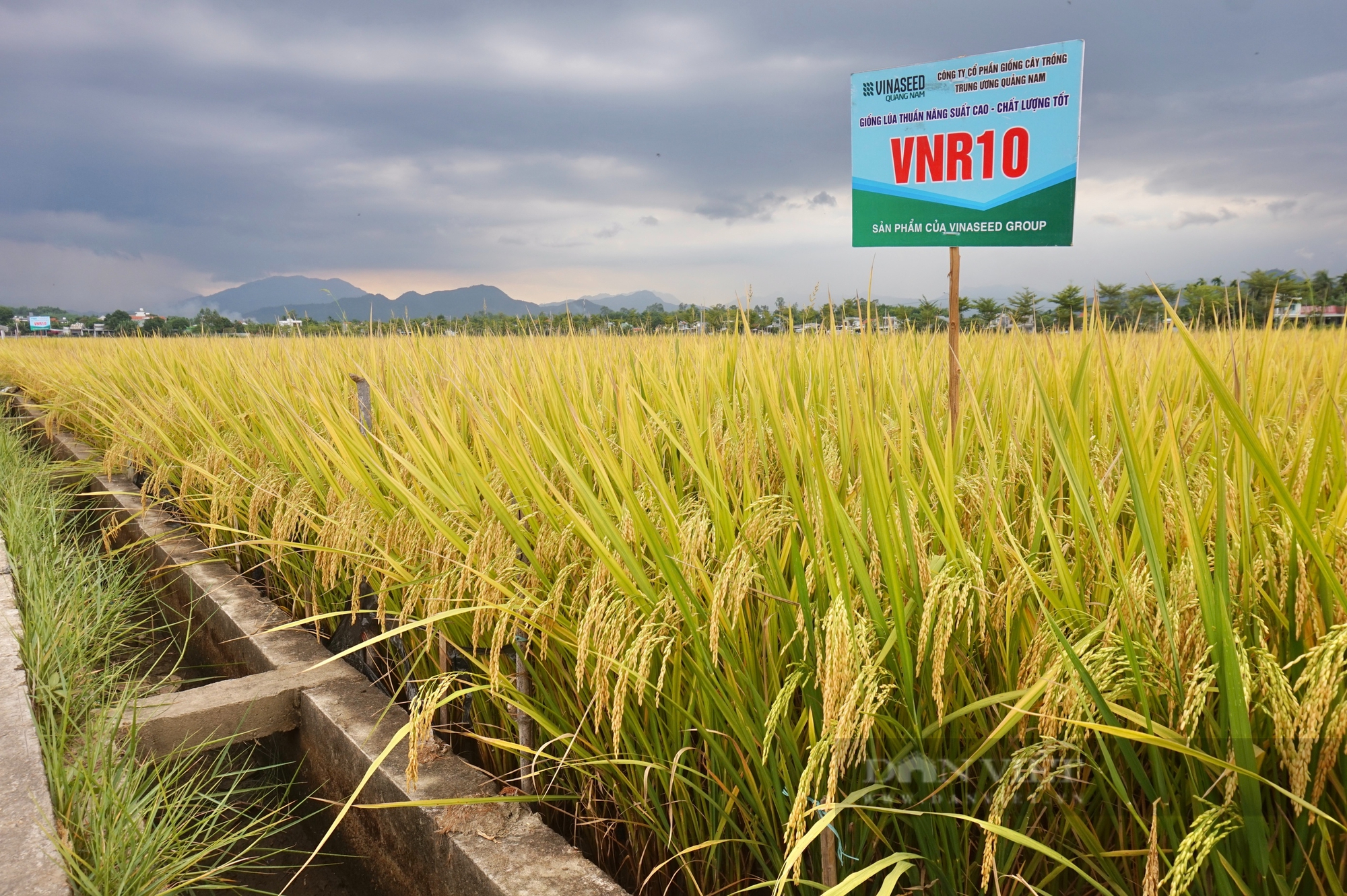 Nông dân Đà Nẵng mê mẩn với bộ ba giống lúa của Vinaseed - Ảnh 4.