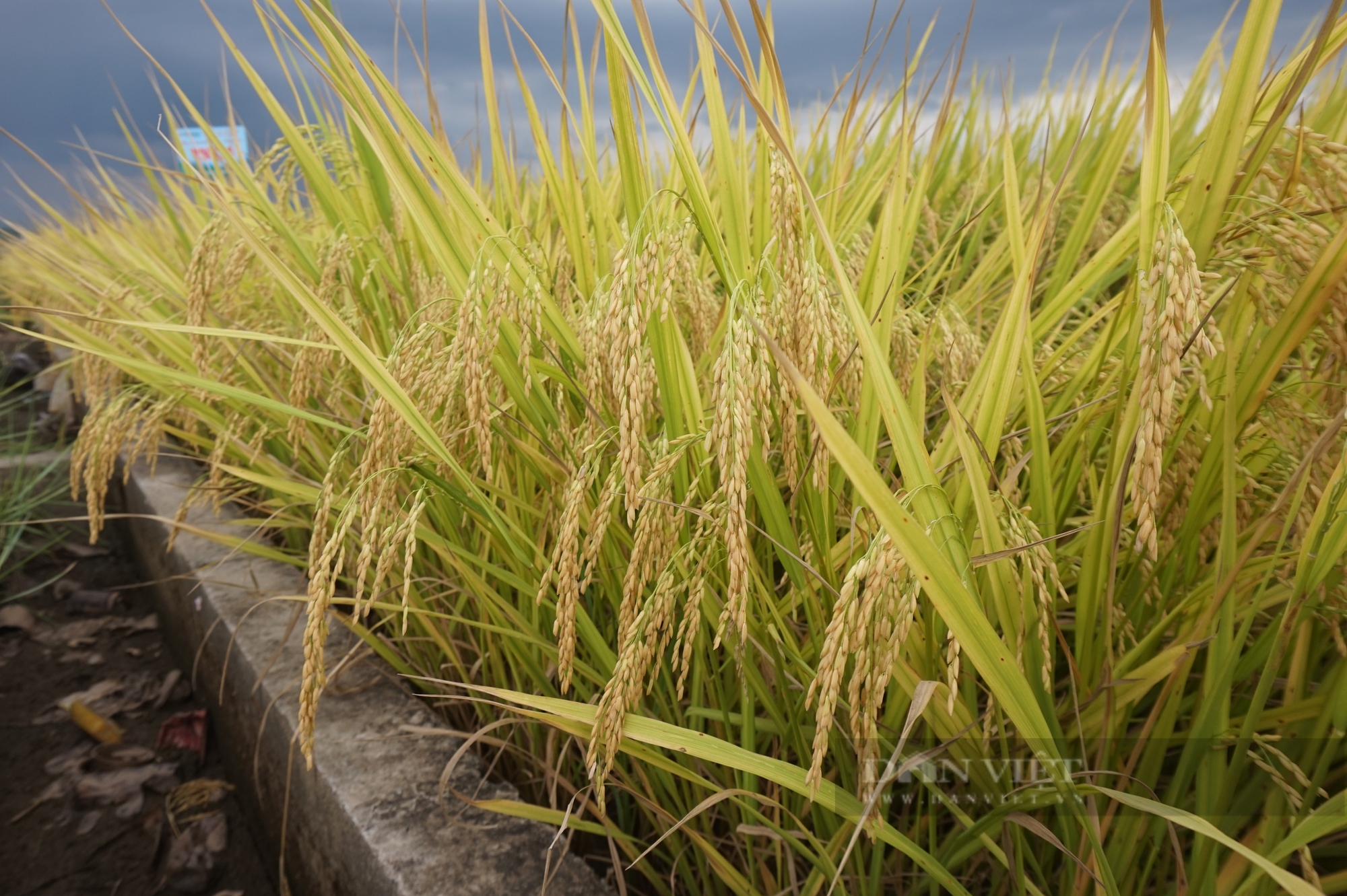 Nông dân Đà Nẵng mê mẩn với bộ ba giống lúa của Vinaseed - Ảnh 5.