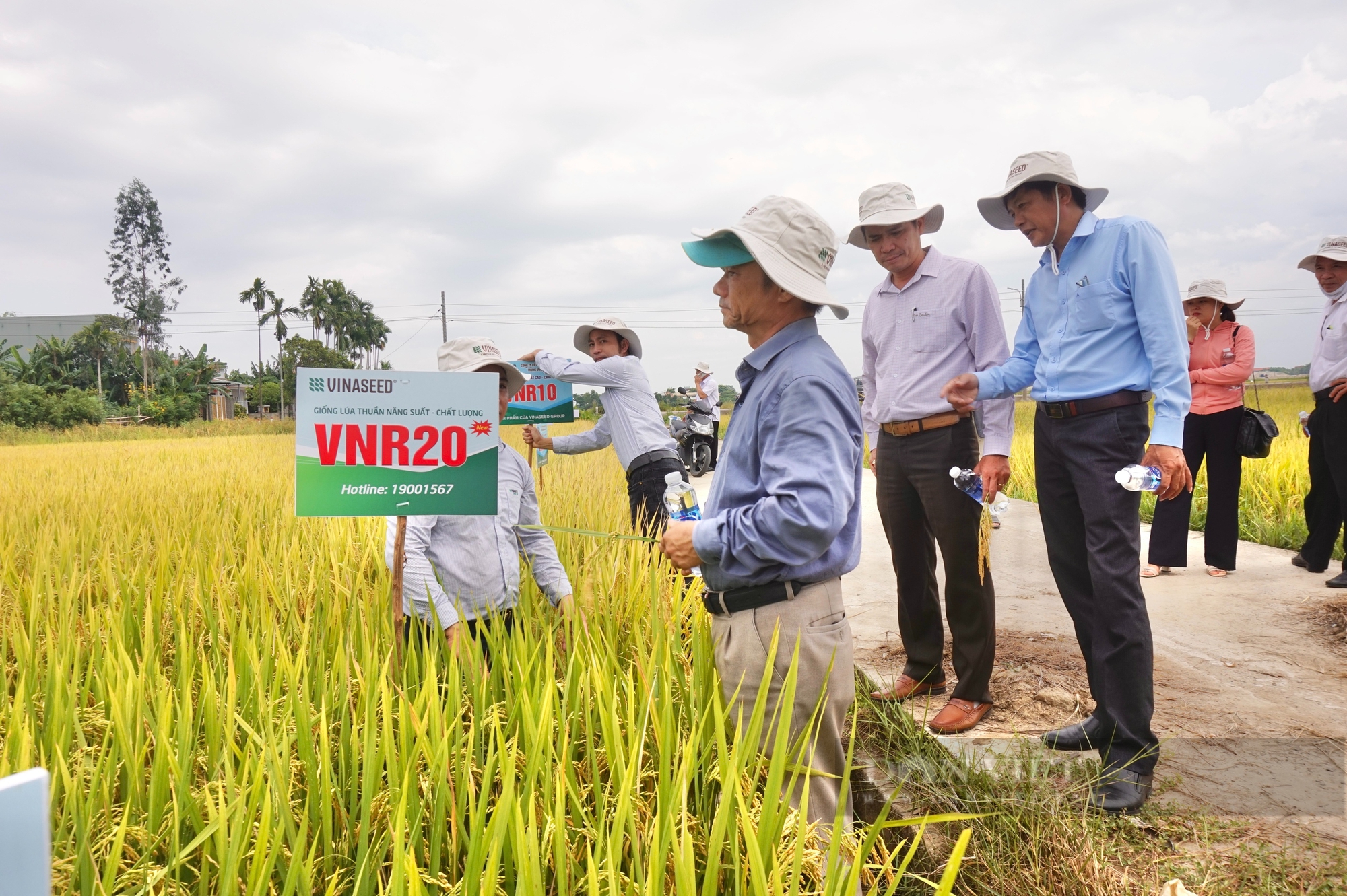 Nông dân Đà Nẵng mê mẩn với bộ ba giống lúa của Vinaseed - Ảnh 6.