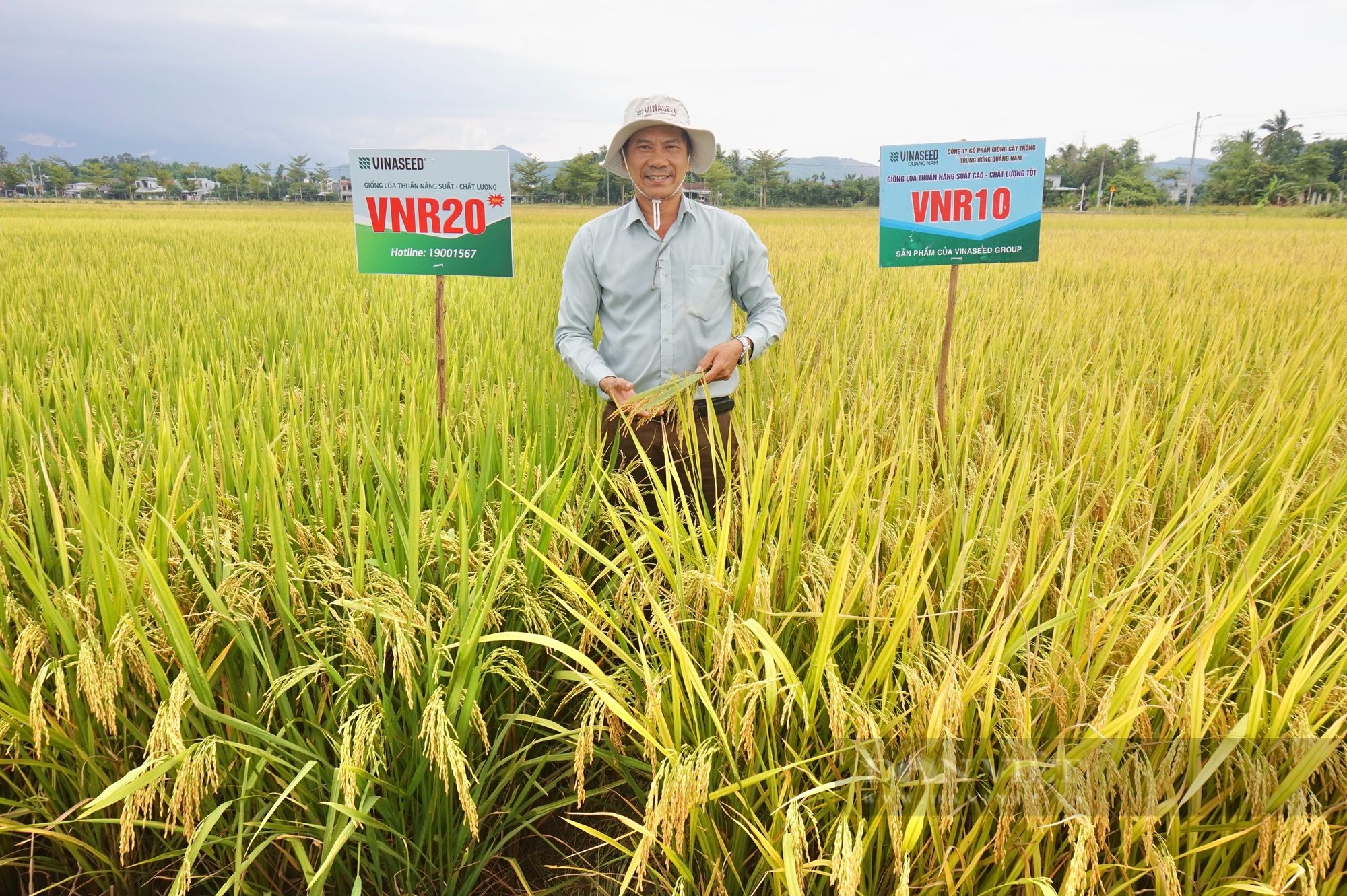 Nông dân Đà Nẵng mê mẩn với bộ ba giống lúa của Vinaseed - Ảnh 8.