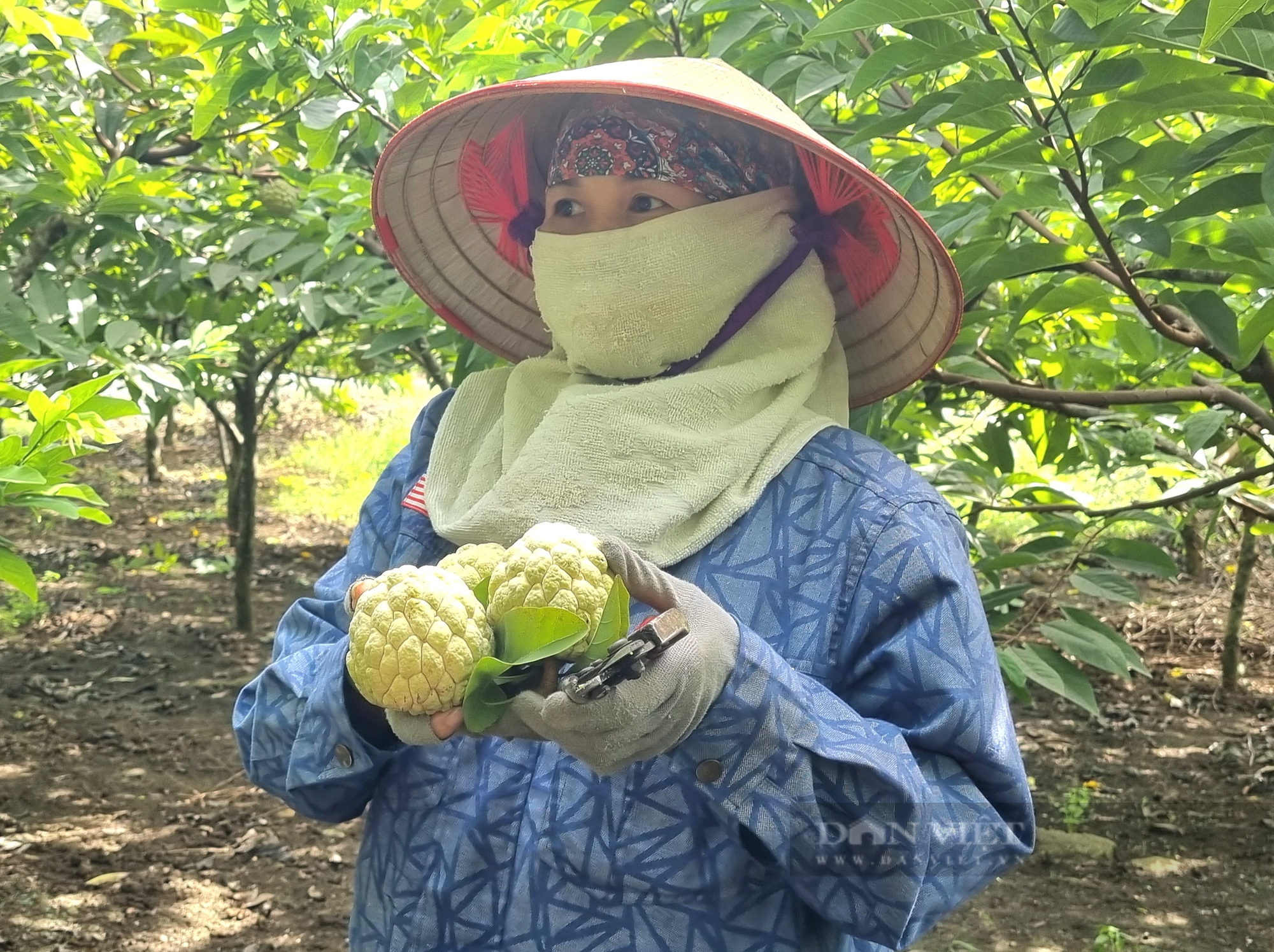 Một vùng đất cằn ở Ninh Bình lại trồng được thứ quả nhiều mắt, ăn thơm ngọt lạ thường - Ảnh 6.