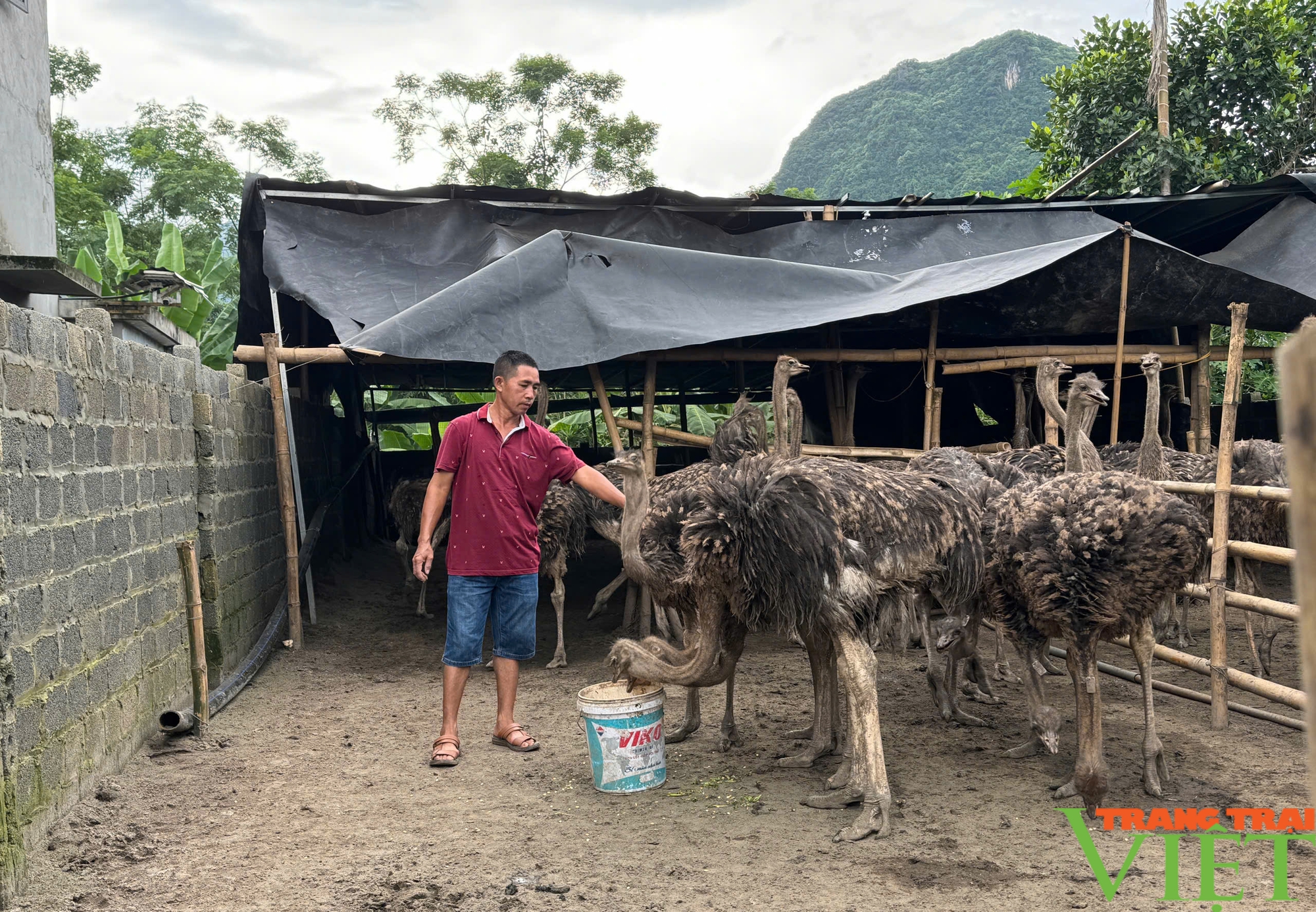 Lão nông ở Hòa Bình "bỏ túi" hơn nửa tỷ mỗi năm từ mô hình kinh tế tổng hợp- Ảnh 2.