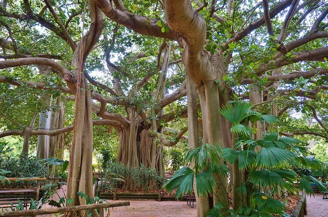 Người xưa dặn: "Trước nhà 5 cây không thể chặt, nếu không sẽ tán tài, phá sản, gây tai họa" - Ảnh 2.