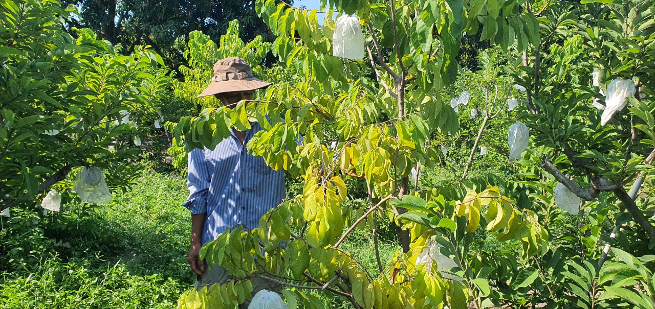 Lá héo khô, trái teo tóp nông dân trồng mãng cầu Cam Lâm đứng ngồi không yên - Ảnh 4.