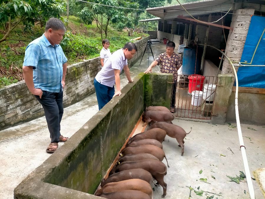 Vô một khu rừng mini ở Bắc Giang, thấy đàn lợn rừng nguồn gốc động vật hoang dã nhai cỏ rau ráu- Ảnh 4.